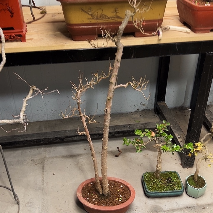 完全开放老桩大红袍石榴