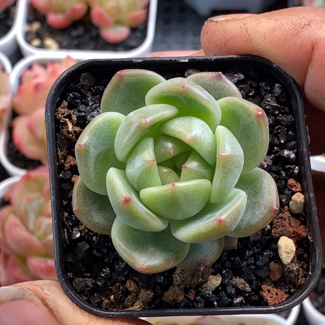 天官赐福百无禁忌