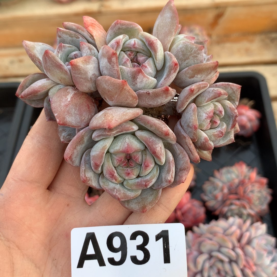 A931 星影石榴籽 小树清仓