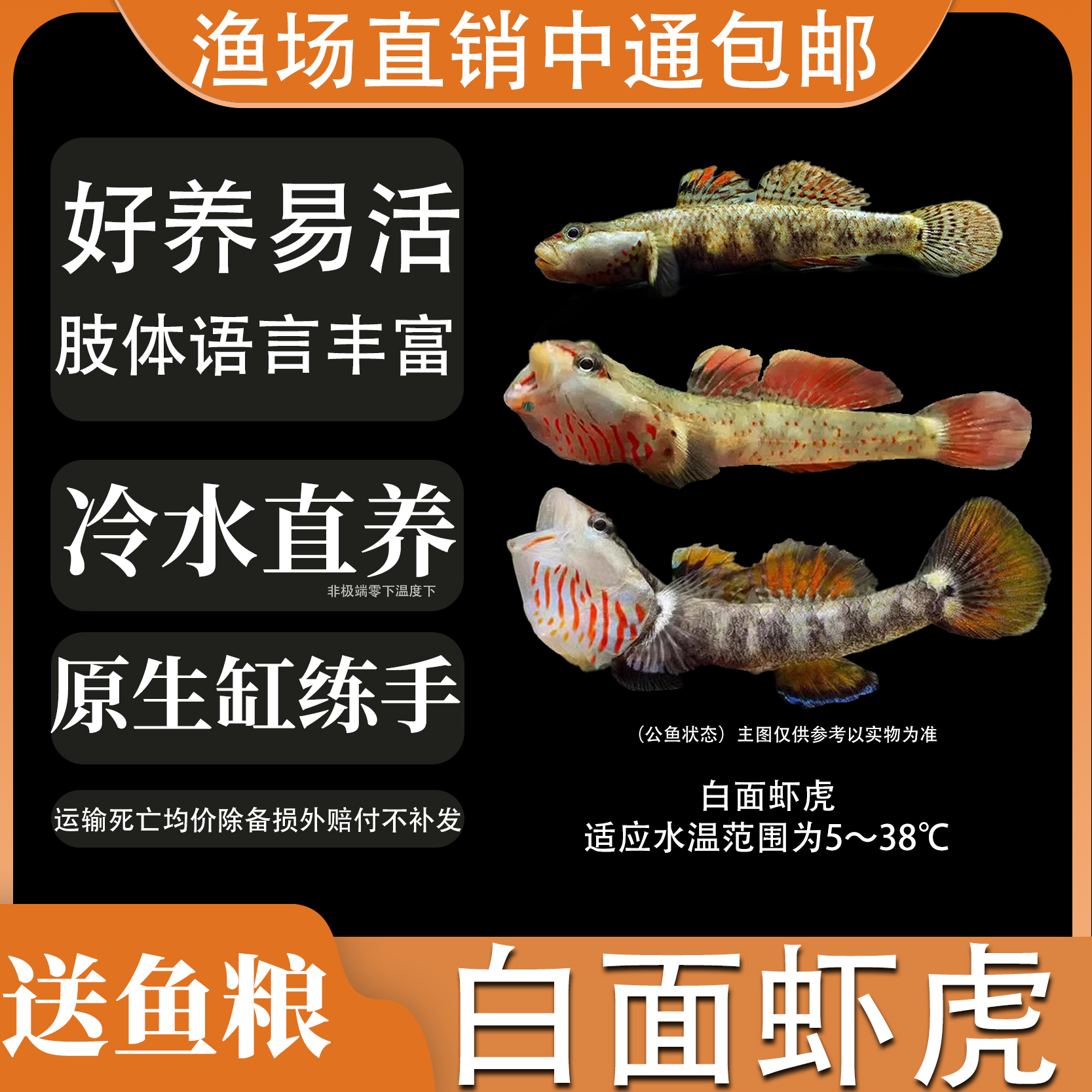 白面溪虾虎鱼原生冷水鱼小型淡水练手稀有好养耐活热带观赏鱼