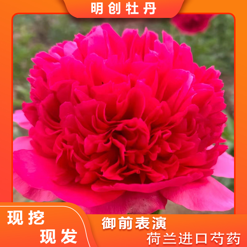 【御前表演】秋天发裸根苗 大红色变色荷兰进口芍药