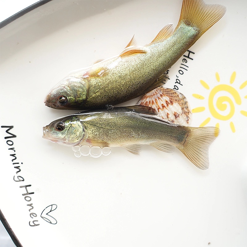 四川丁桂鱼   每条1-10g左右 生态养殖