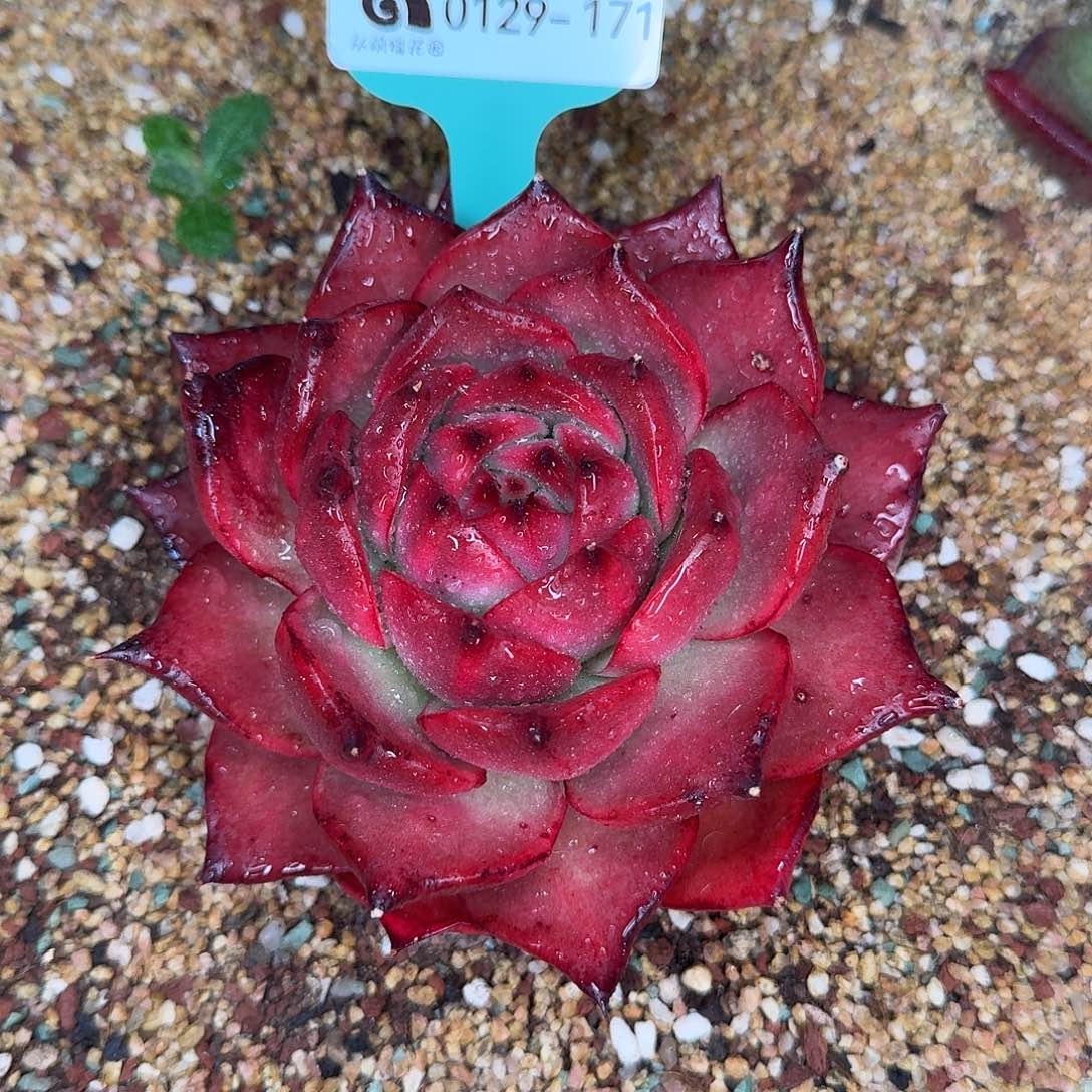 从前慢花园多肉0129-171