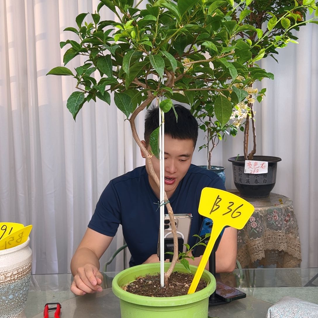 当前无花栽培后可以开花像***?苹果花b 36