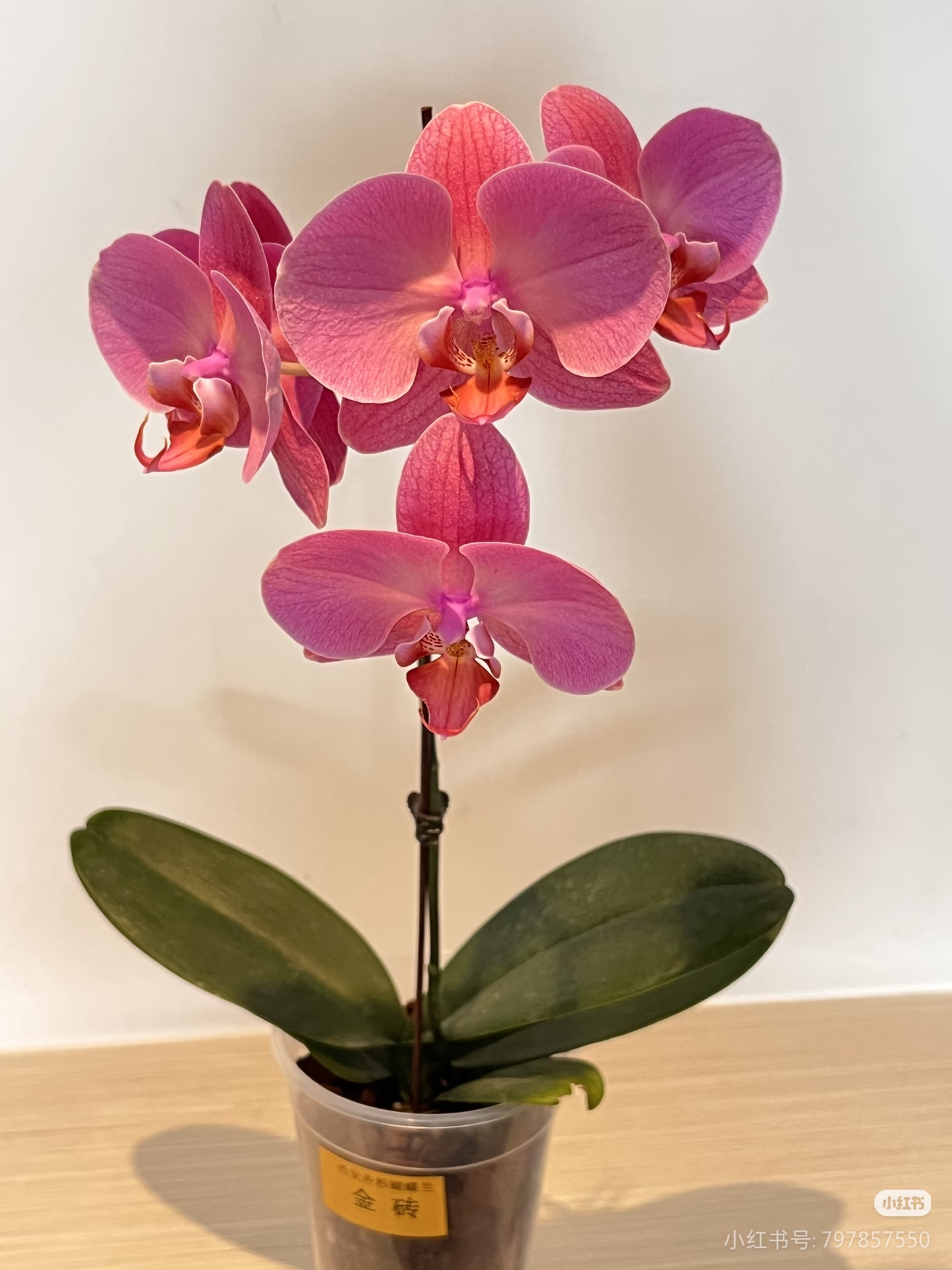 【金砖带剑带花苞】3.5寸杯 含花剑--蝴蝶兰客厅绿植盆栽