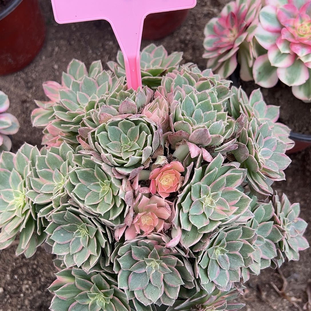 4-843万花筒多肉法师