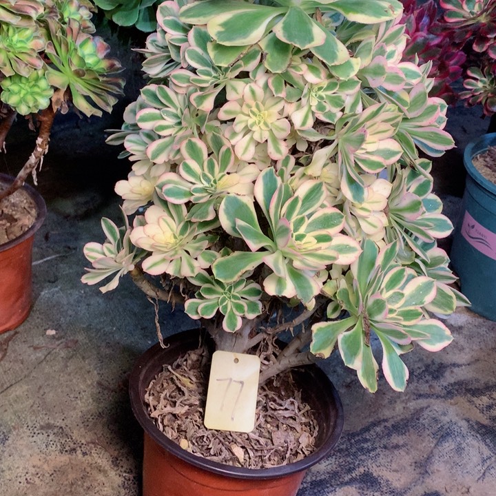 77保时捷多肉一物一拍