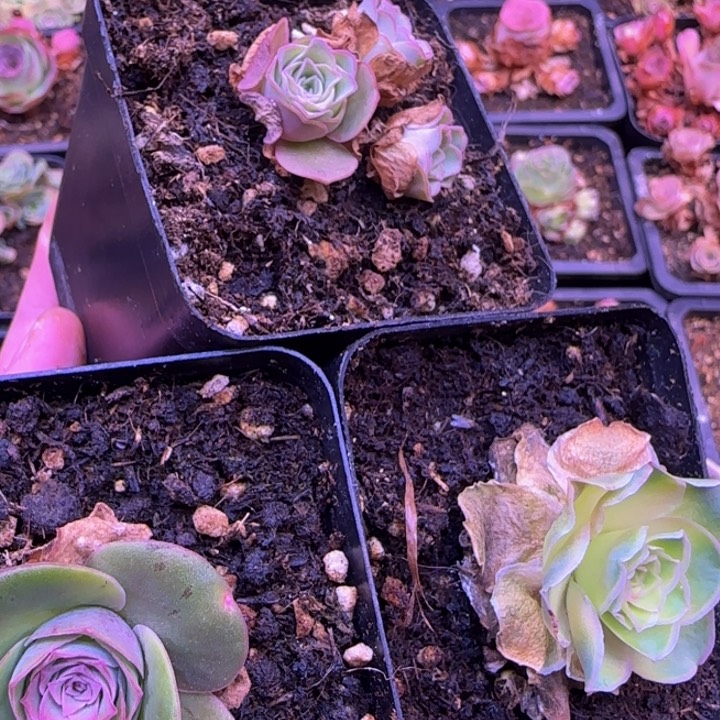 福利1685686986985585555