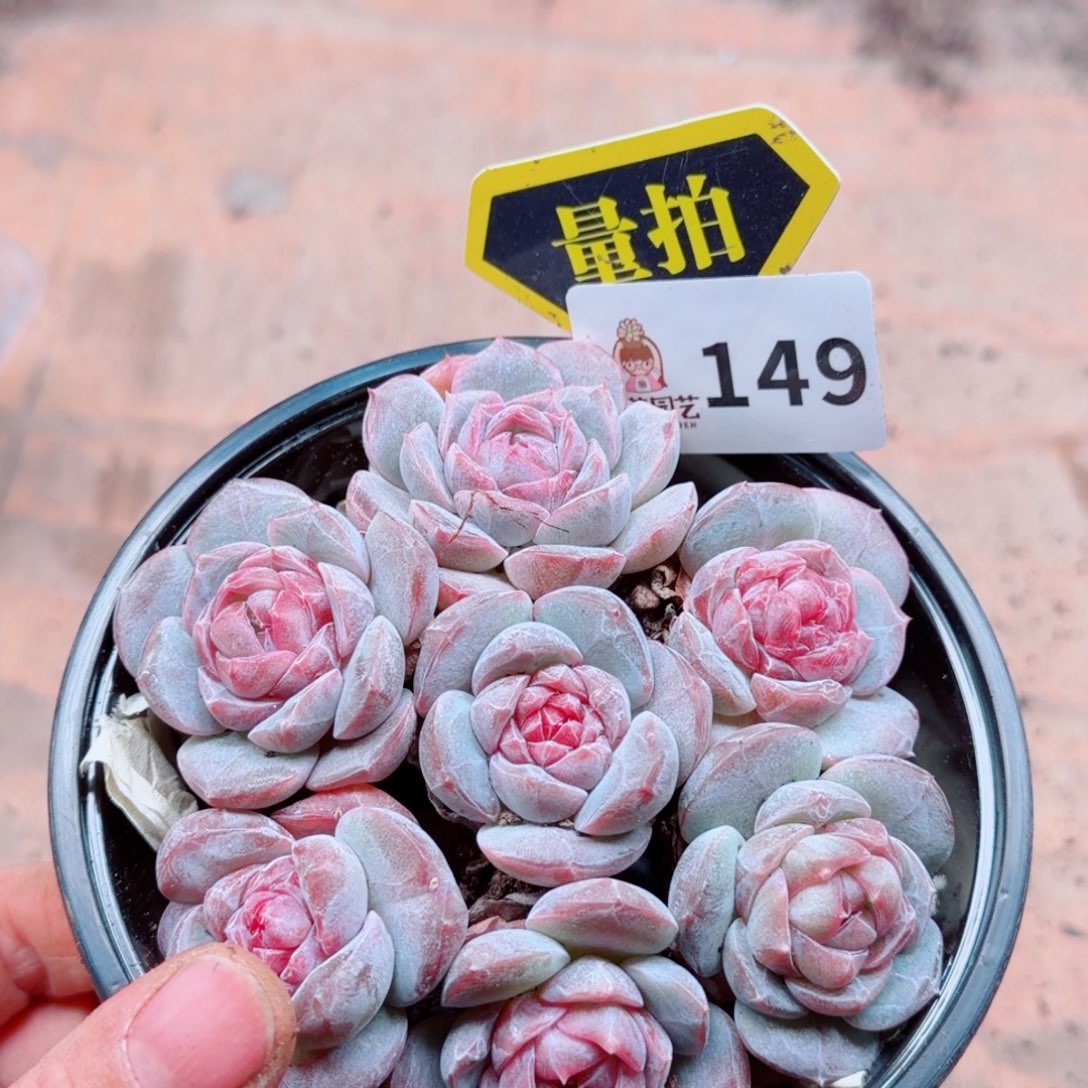 多肉植物多肉植物