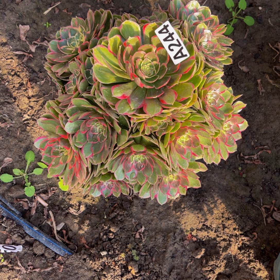 粉花妖26/////28包邮