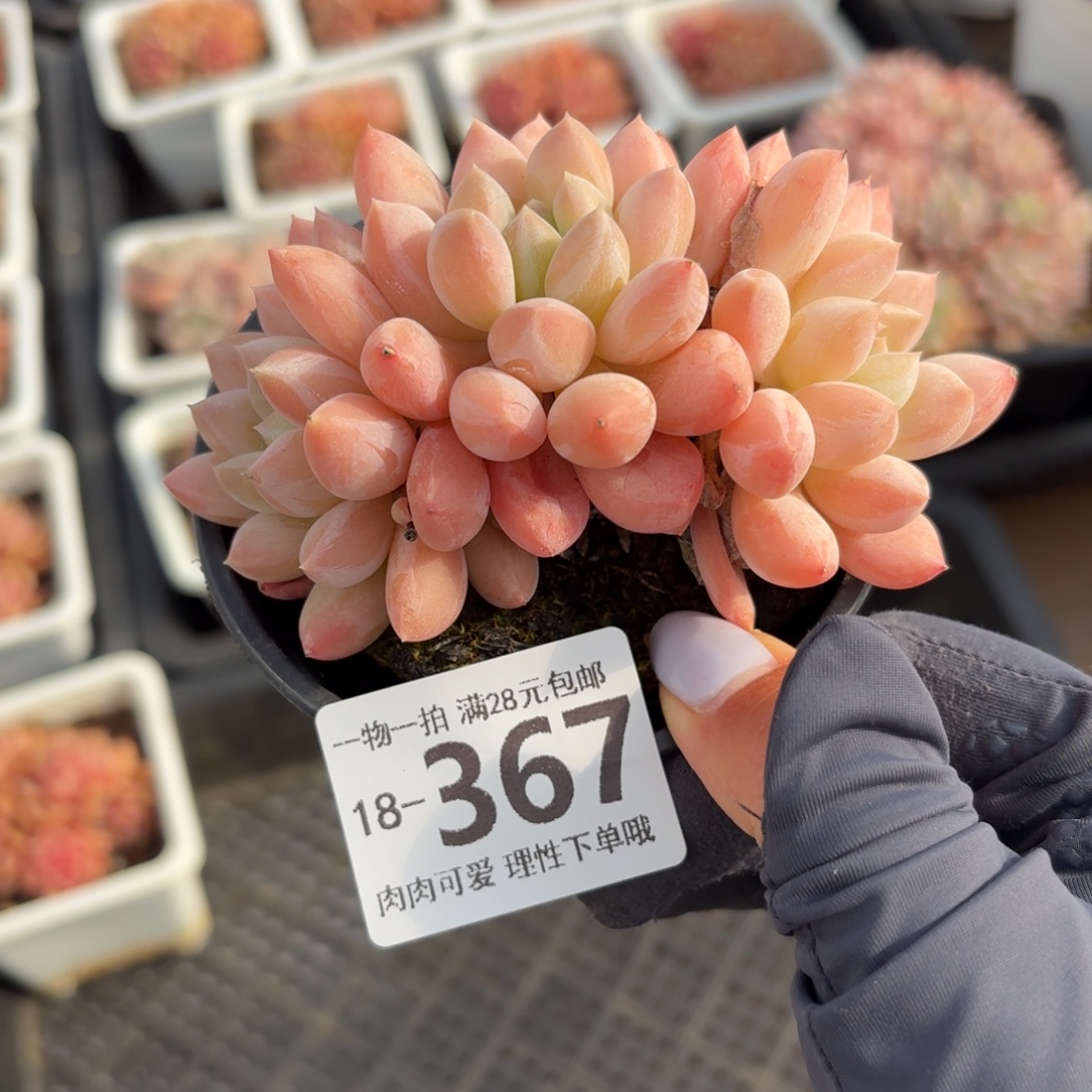 星空美人无无盆土发货