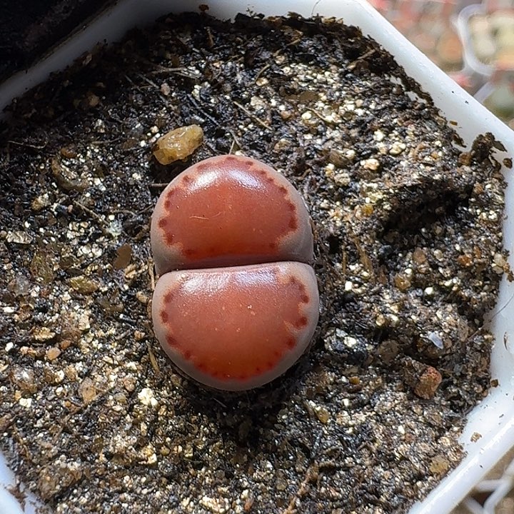 生石花2:：。在。 53号
