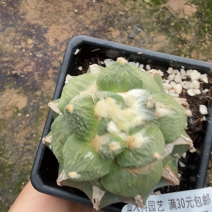 无花朵234花怒牡丹东三
