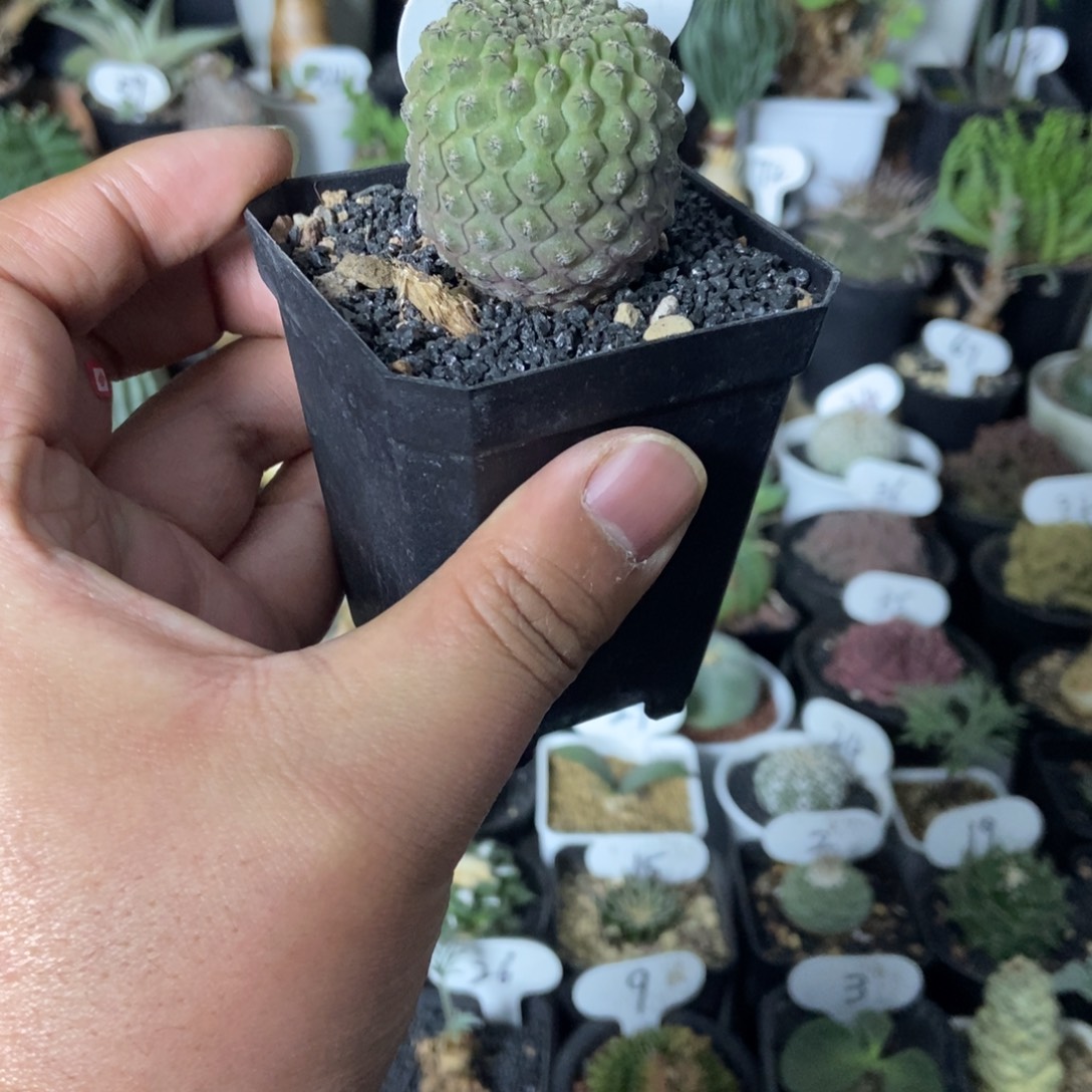 实生豹头一物一拍