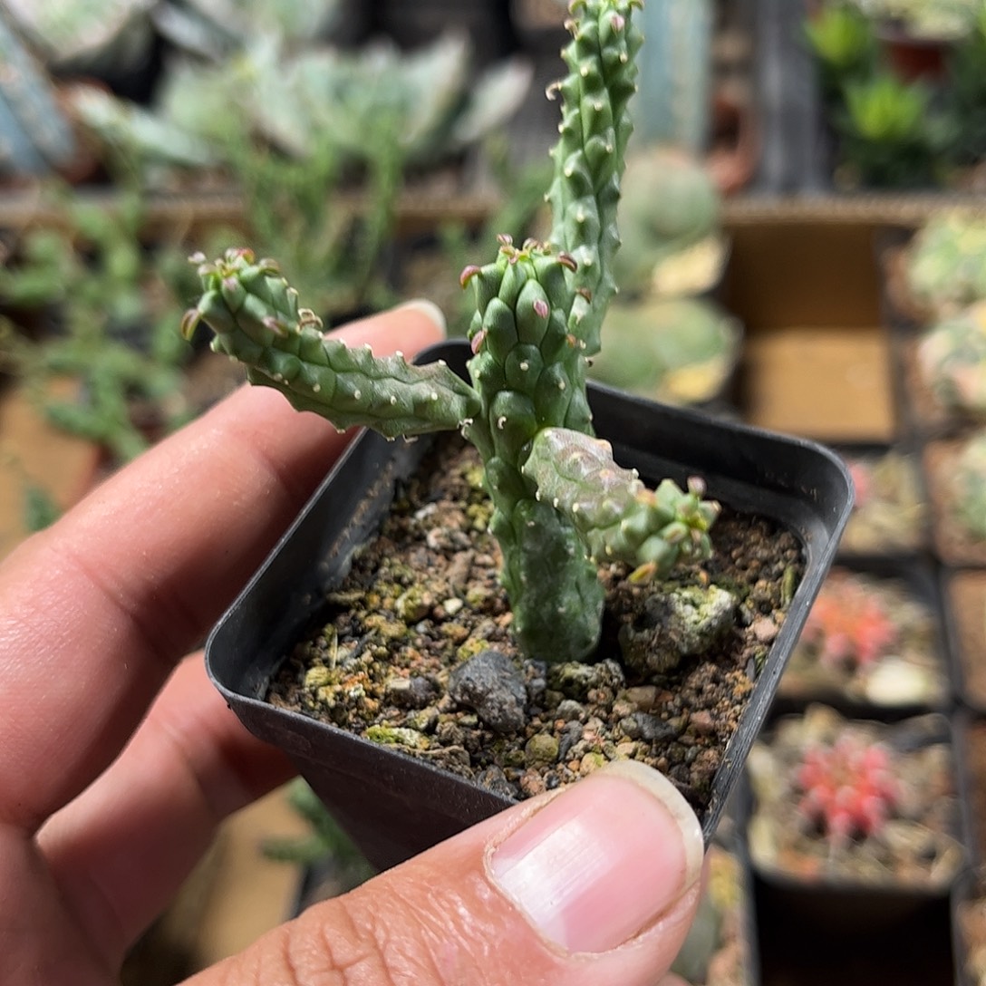 九头龙群生单头发货单头