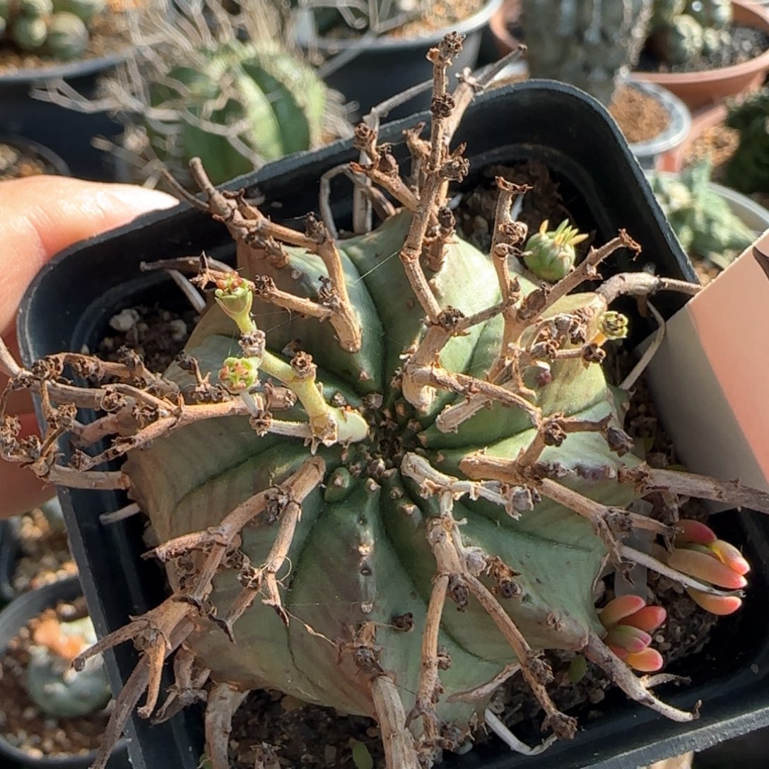 2031脱土发 法立达