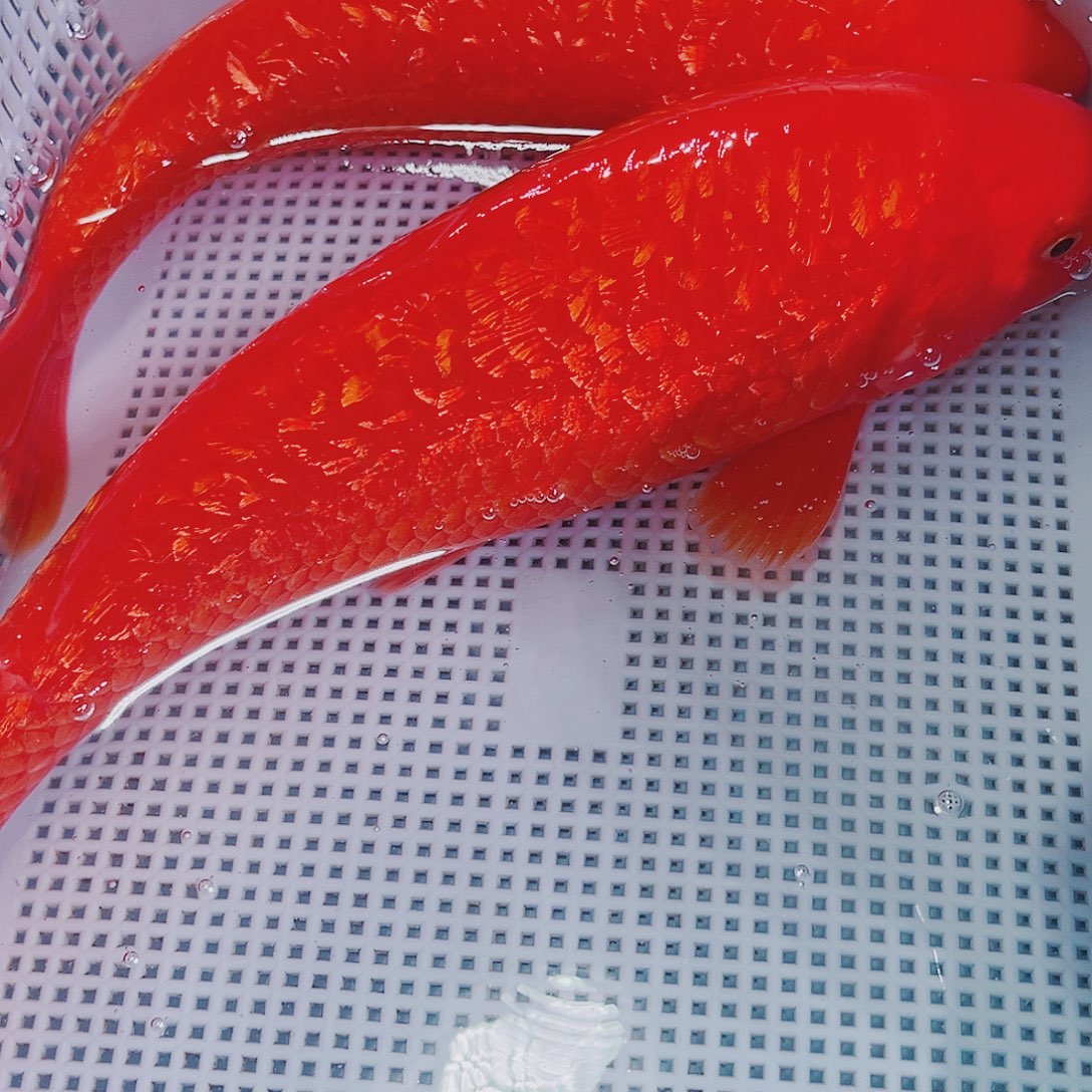 锦鲤锦鲤冷水鱼观赏