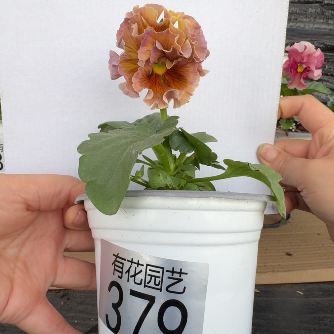 无花朵379号角堇