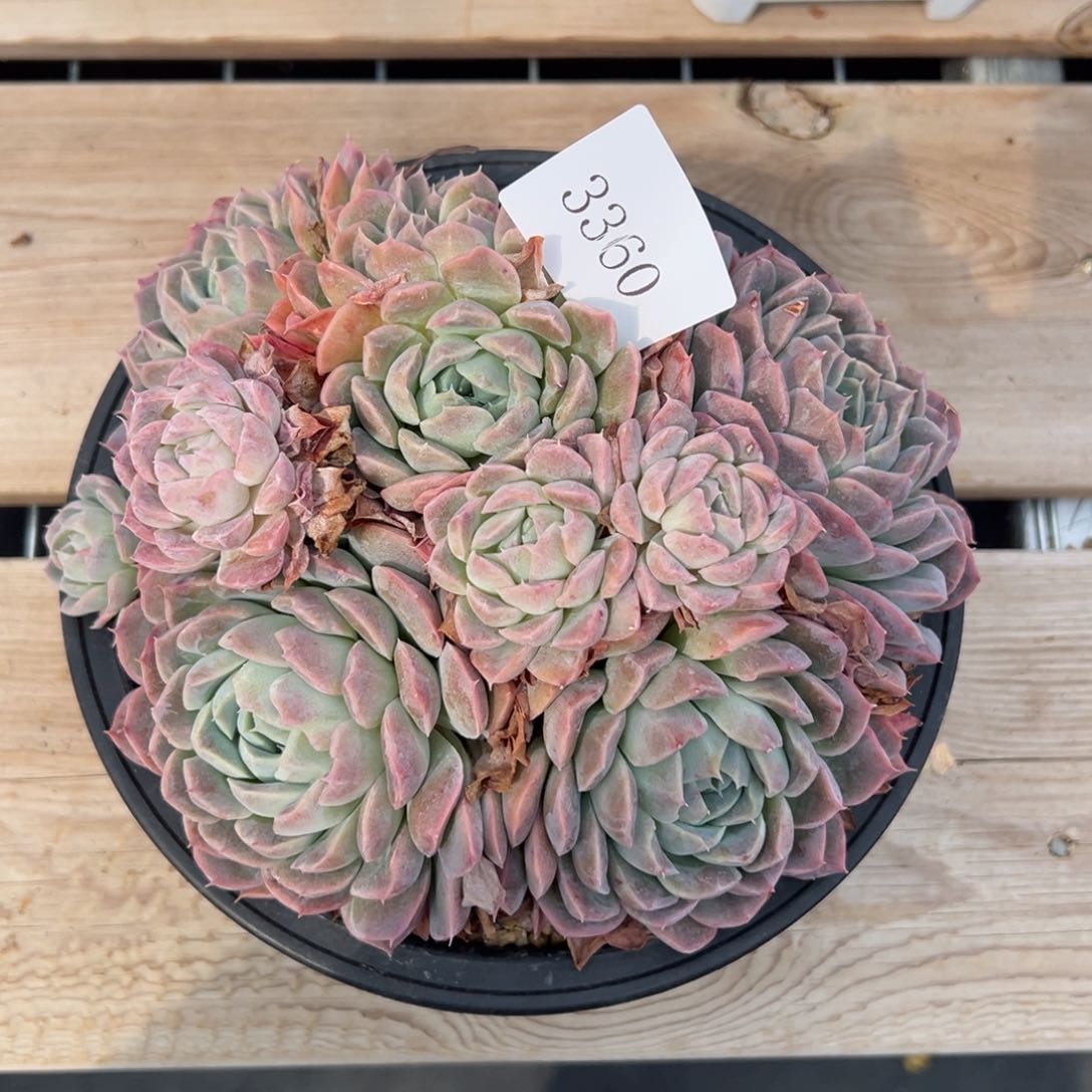 朱*3360多肉多多多多