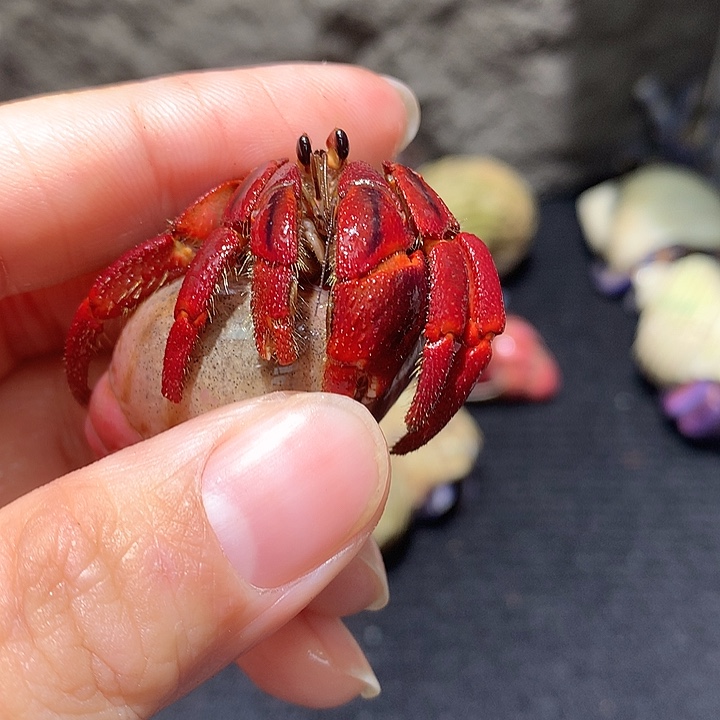 1.8口径奔跑家寄居蟹11号瑕