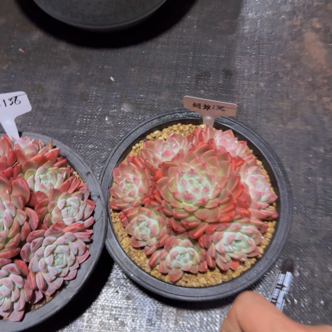 美慕花坊，一物一拍