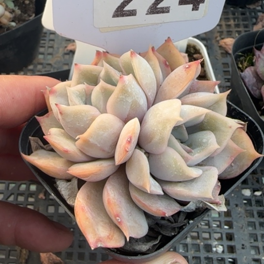 224非欧娜一物一拍多肉