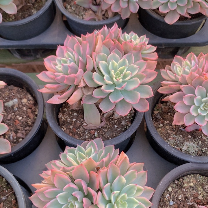 a55泪无痕锦三头脱土