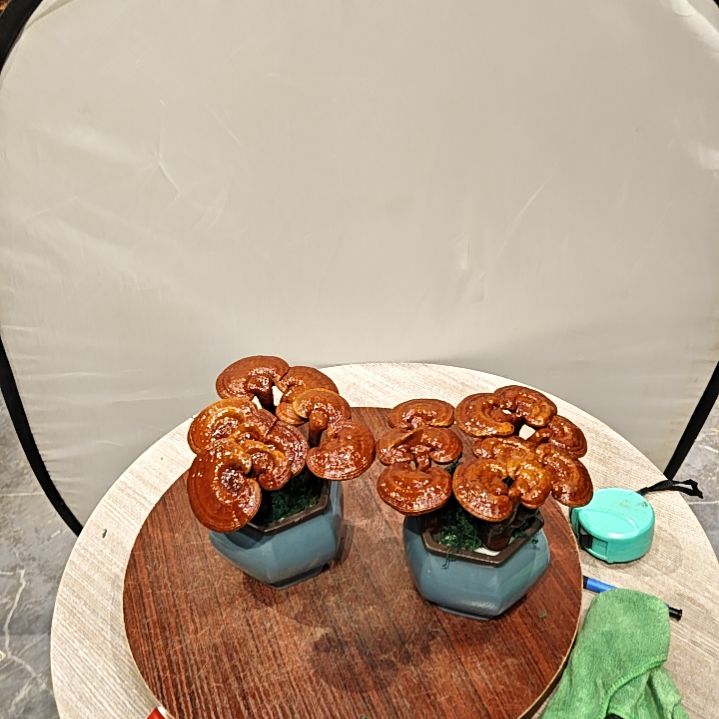 高端大气上档次灵芝盆景