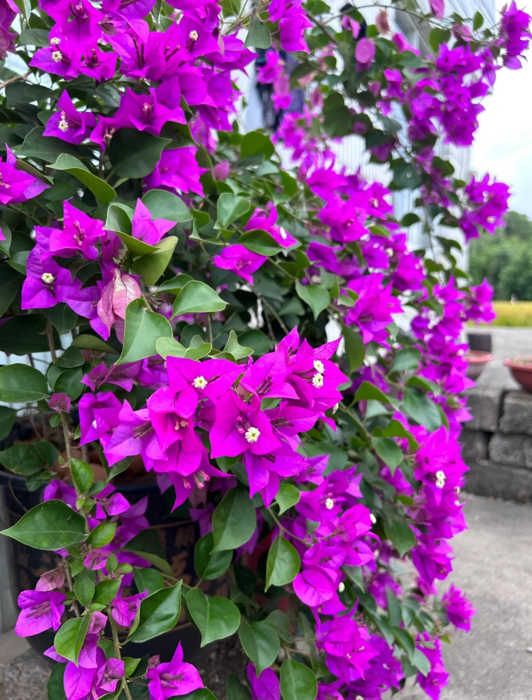 【小夜紫】掉花掉叶是正常的介意勿拍昆明基地直发阳台庭院地载盆栽