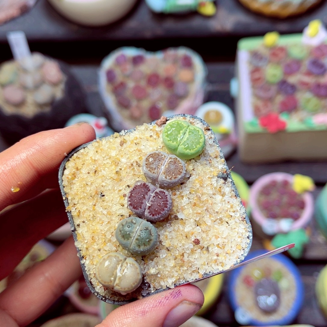 106生石花带盆发1