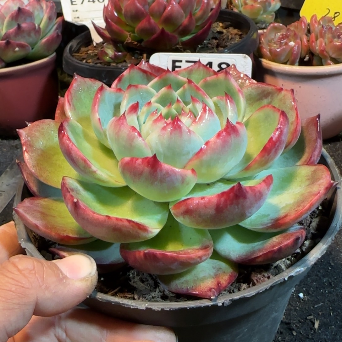 惊鸿一物一拍包装收缩花旱748