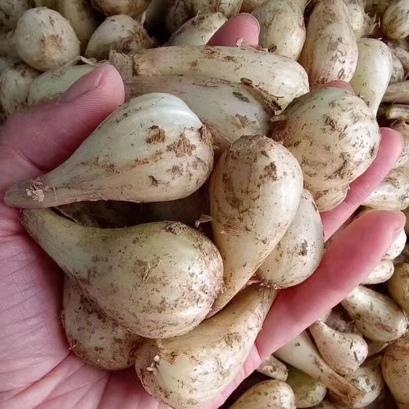 现挖新鲜荞头农家自种藠头泡菜茭头大个教头蒜白蔬菜叫头3斤5斤
