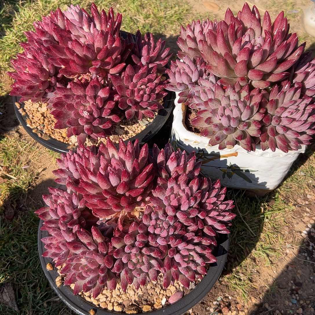 如烟美人多肉。    