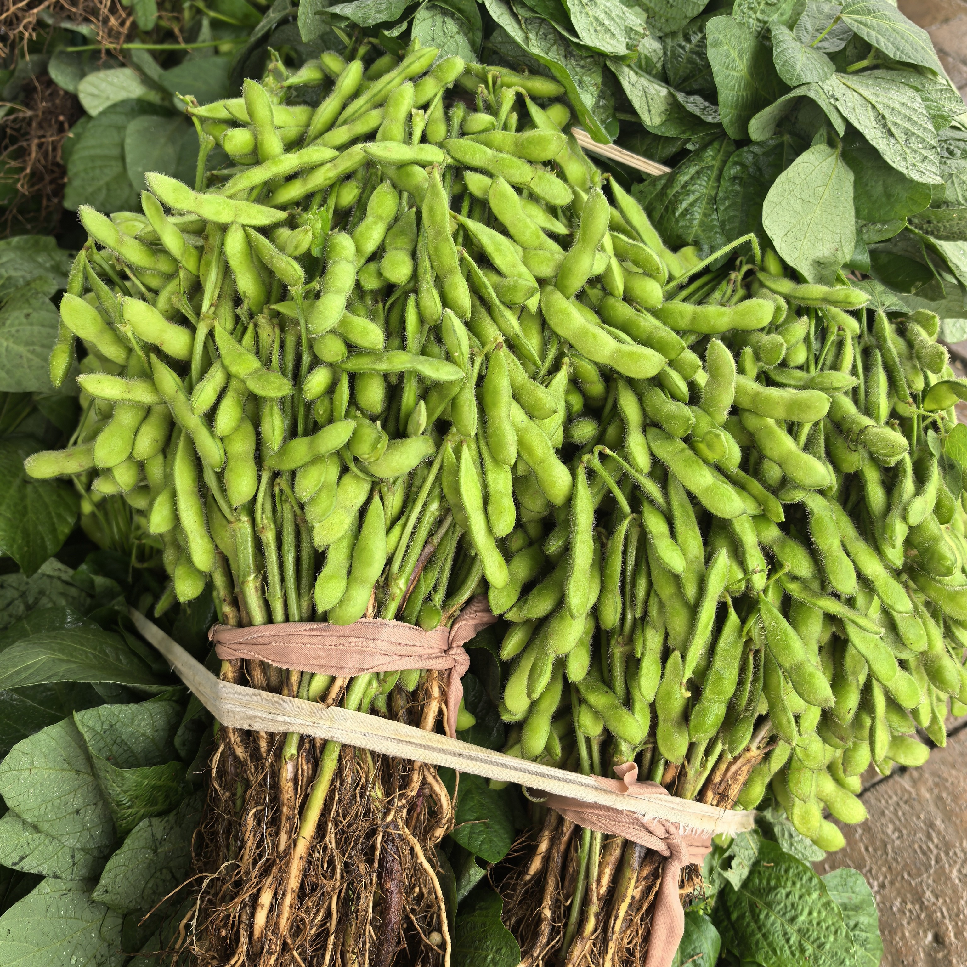 正宗贵州兴义特产农家自种毛豆新鲜采摘