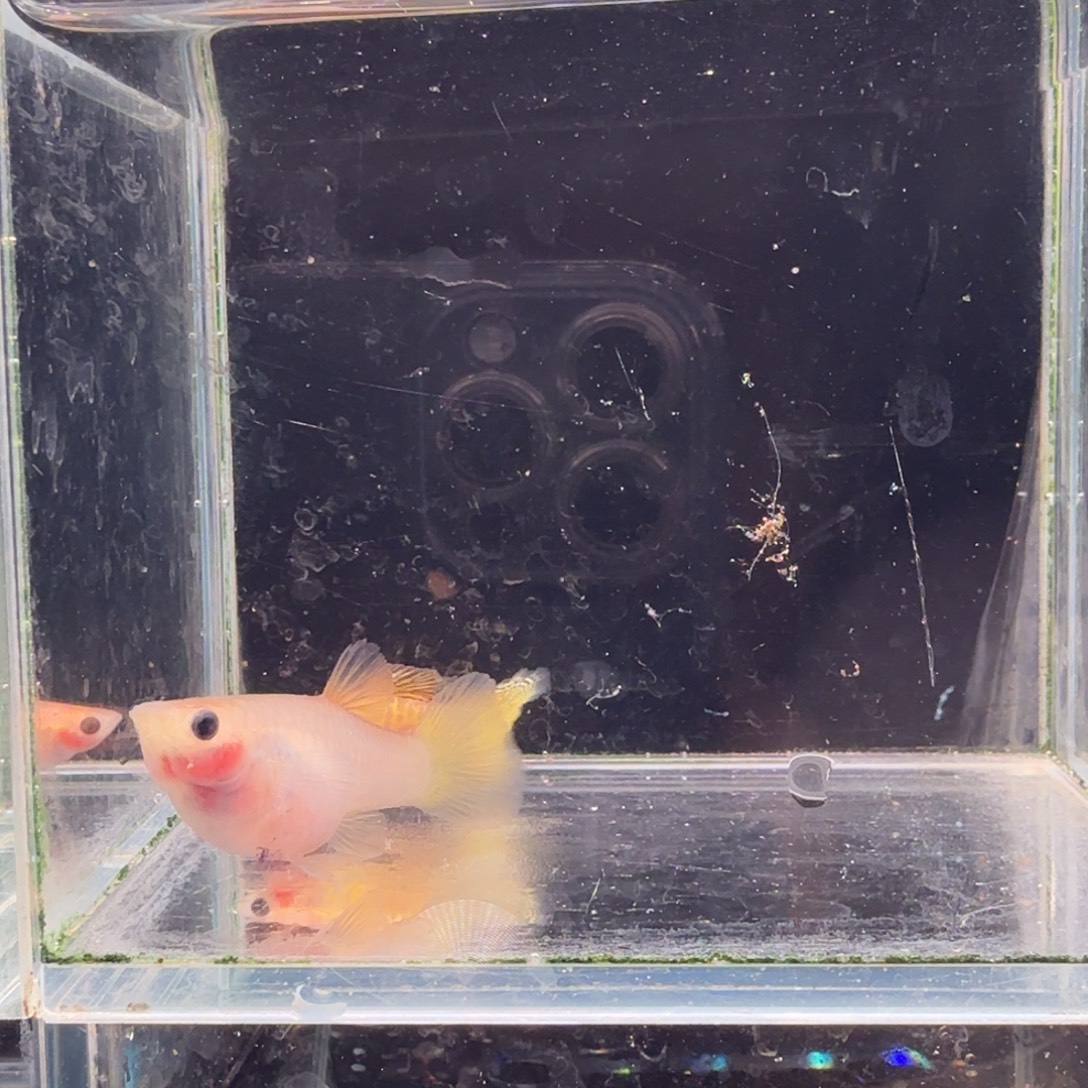 孔雀鱼黄金蕾丝玻璃猫1对