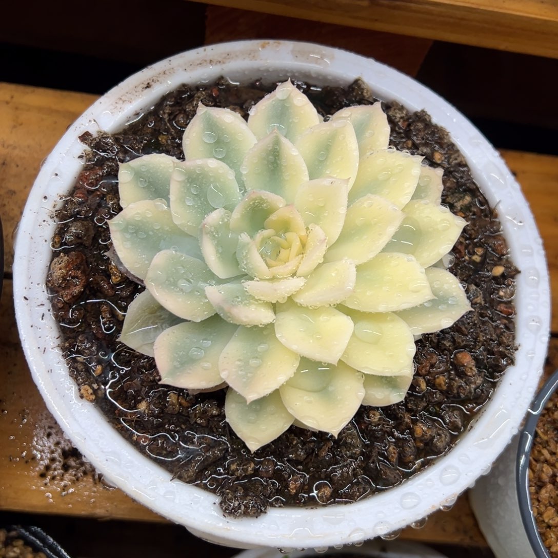 月亮仙子 阴阳锦 夏鸣园艺
