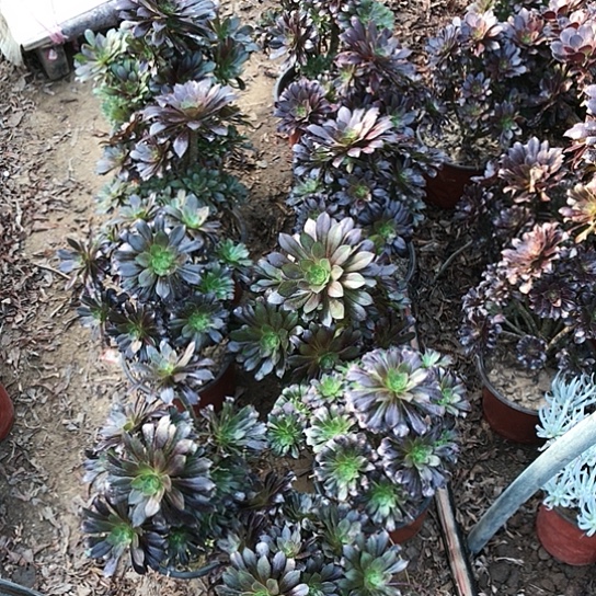 嘉***2黑法师十棵多肉植物6