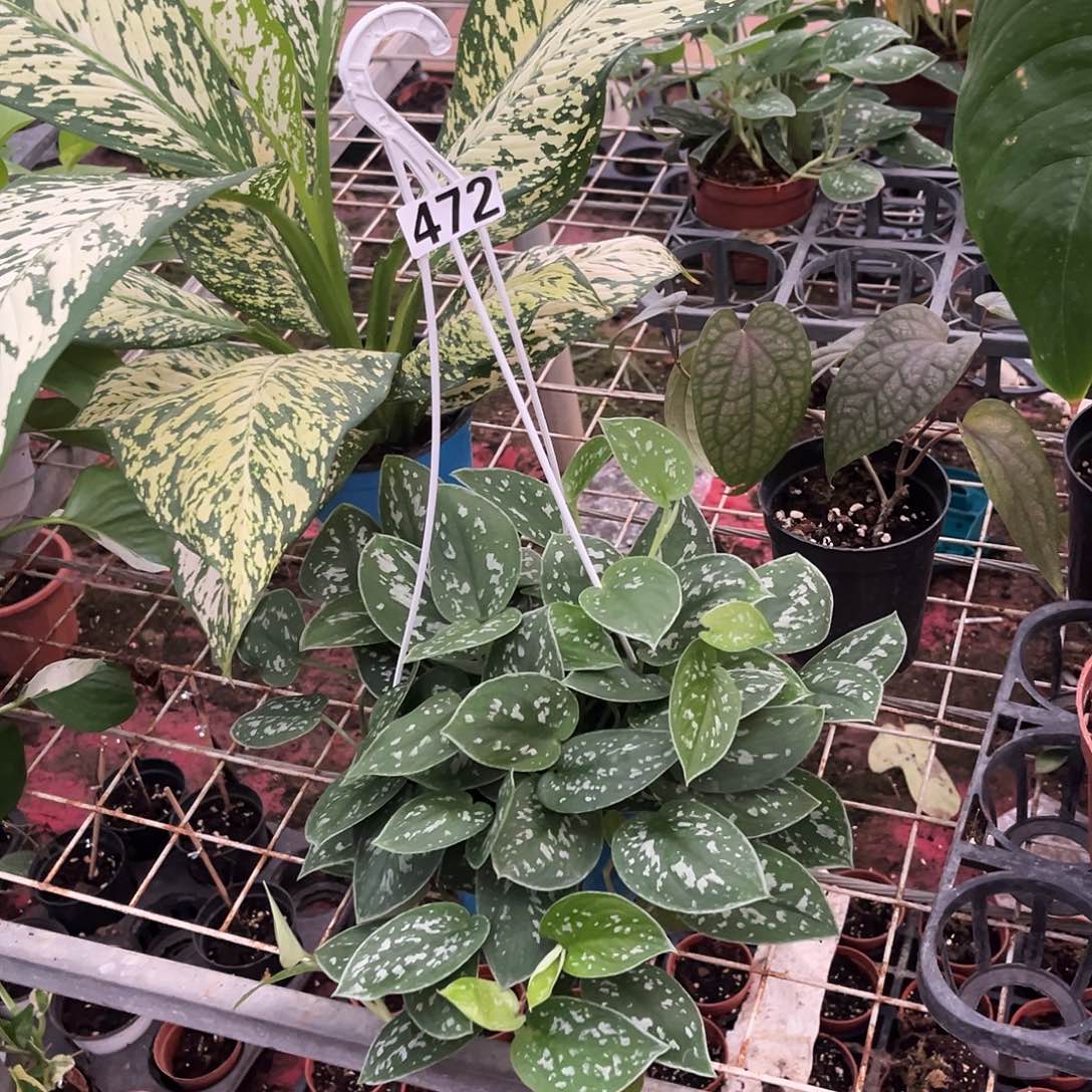 无花朵472 小叶银斑葛吊兰