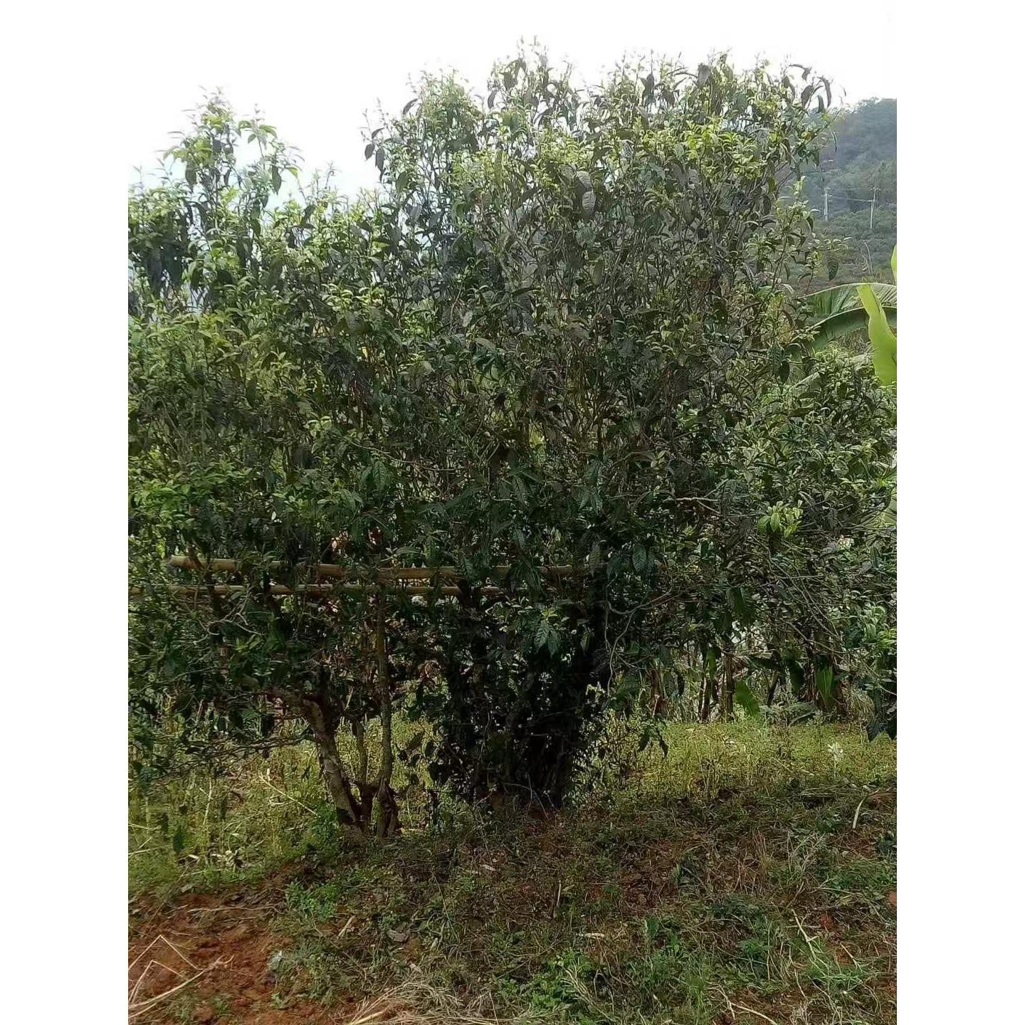 明前春古树普洱茶生茶散茶200克