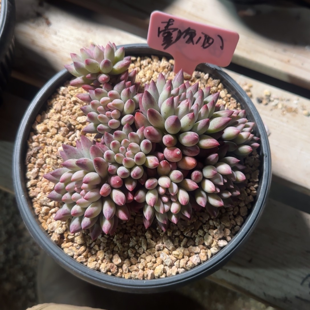 如烟群生五十包邮