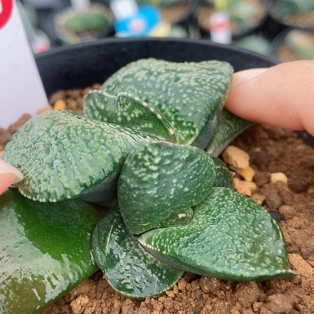 540卧牛实生带盆发货