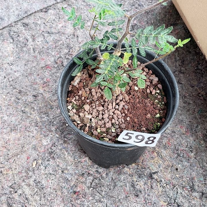 598滔天橄榄块根