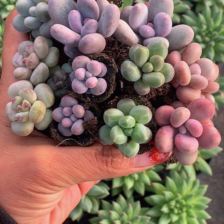 一手小胖子  12颗  包邮