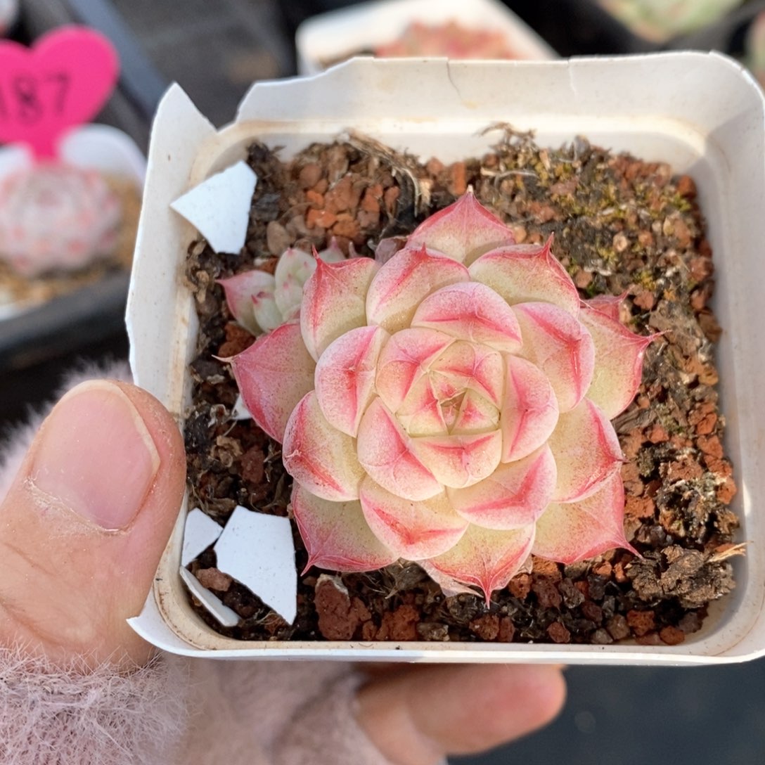 精品多肉一物一的拍196