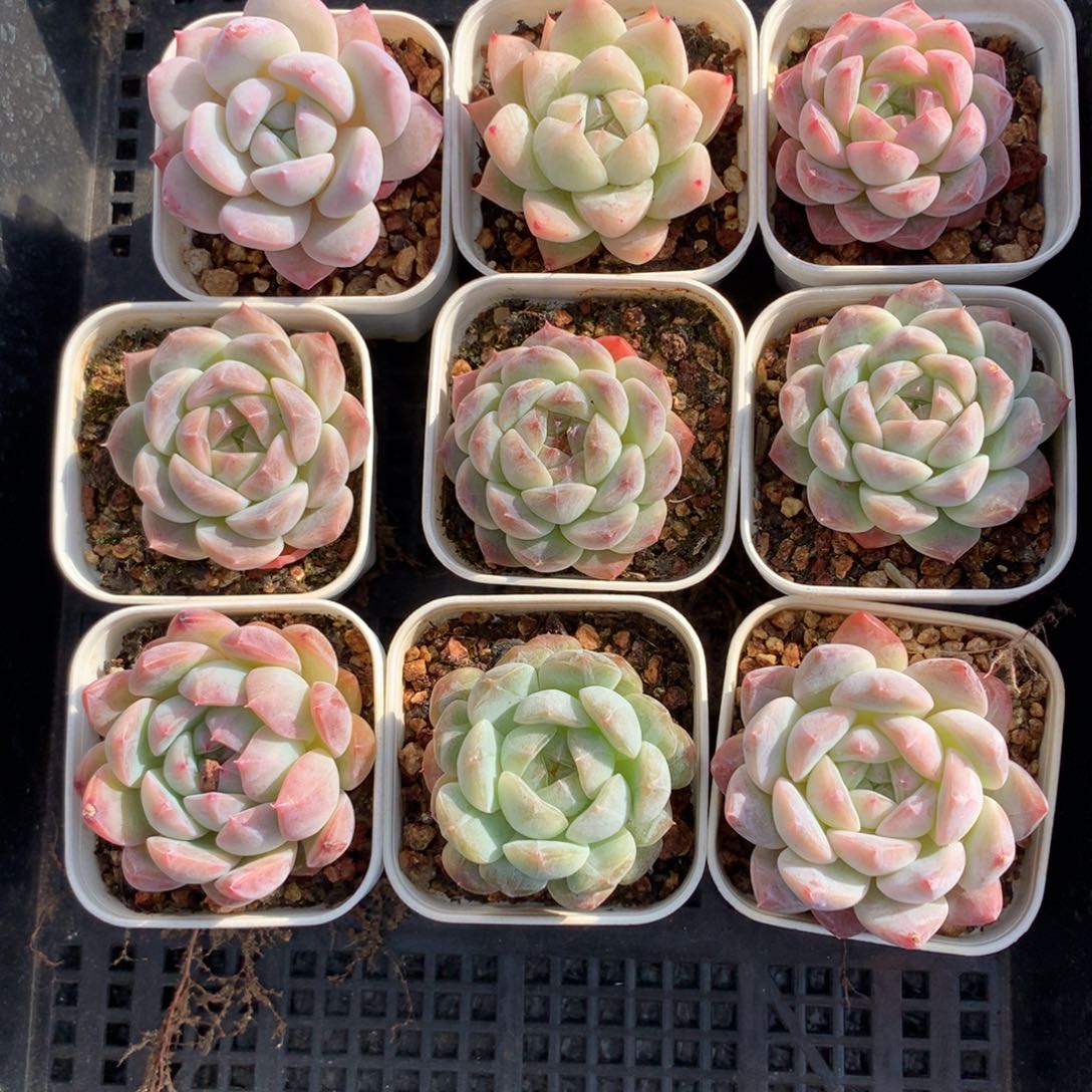 1130-21 套餐一组