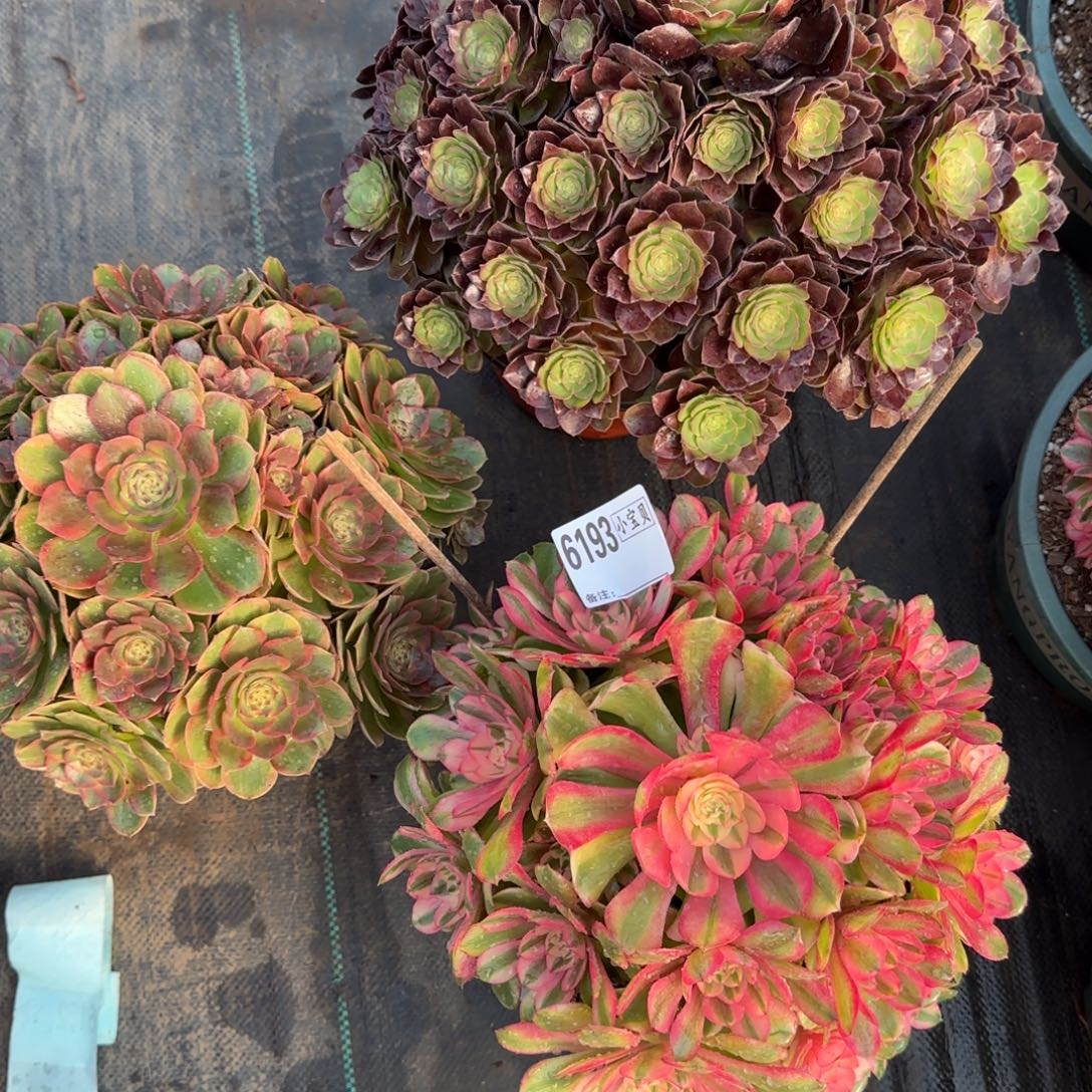 若***宁组合多肉6193多肉3颗