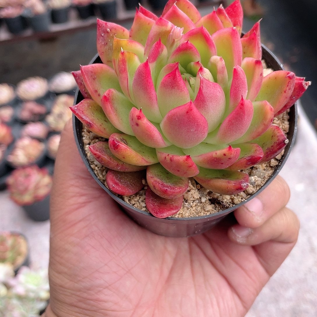 2723  红相府  六月六