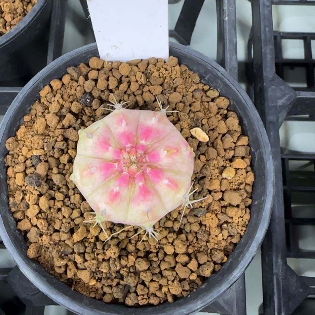 74-0213脱土发多肉轮回