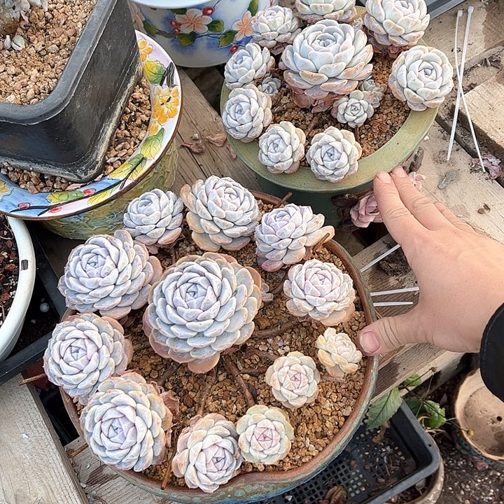 红陶我***姐汉堡2颗