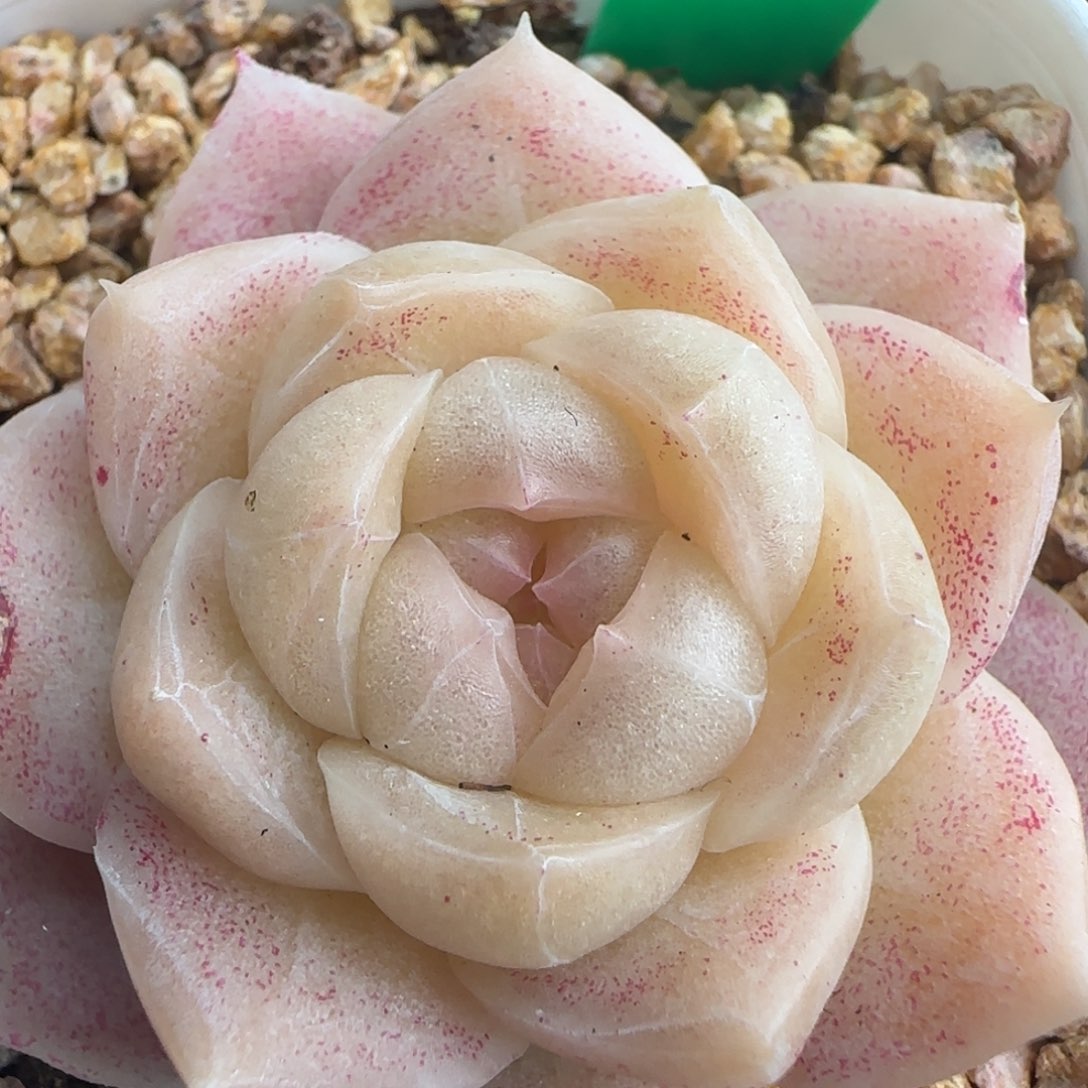 多肉230  糖心  5厘米盆